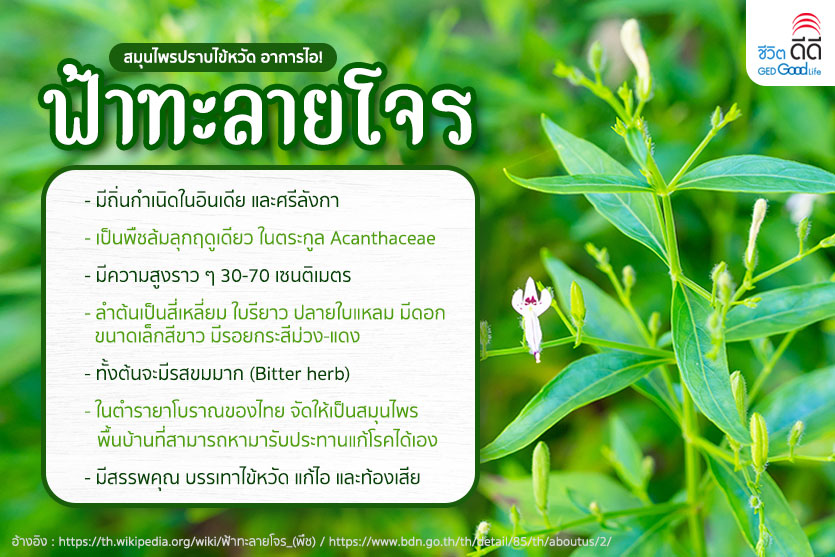 ประโยชน์-ข้อควรระวัง ของฟ้าทะลายโจร