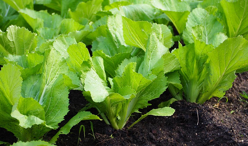 best green leafy vegetables