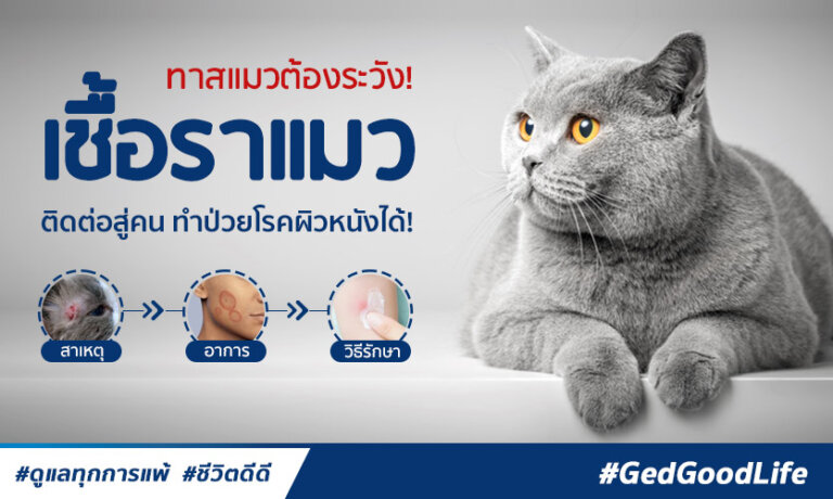 เชื้อราแมว